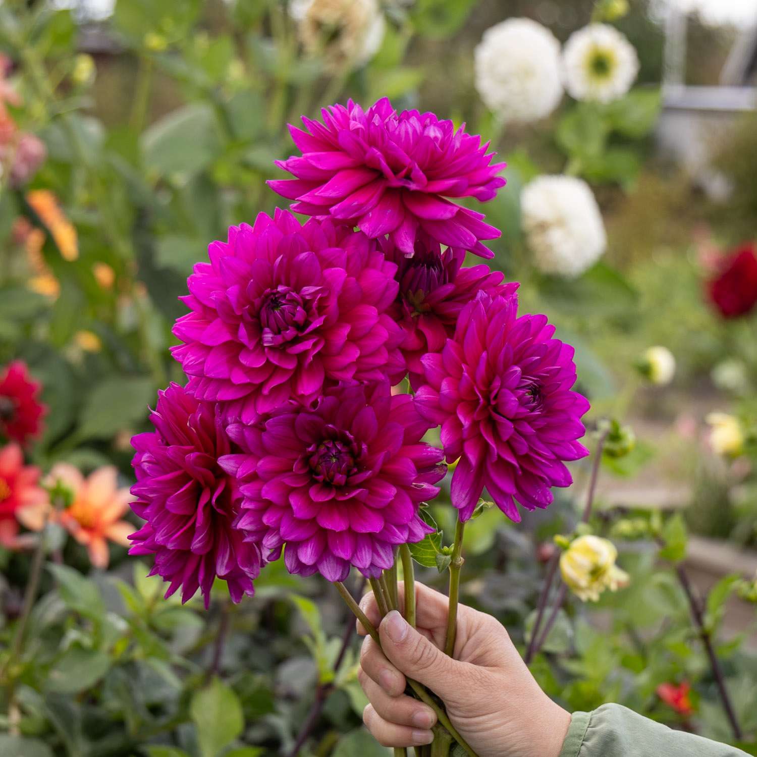 Dahlie 'Berner Oberland'